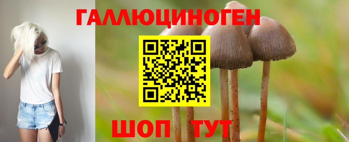 Псилоцибиновые грибы Psilocybine cubensis Зима